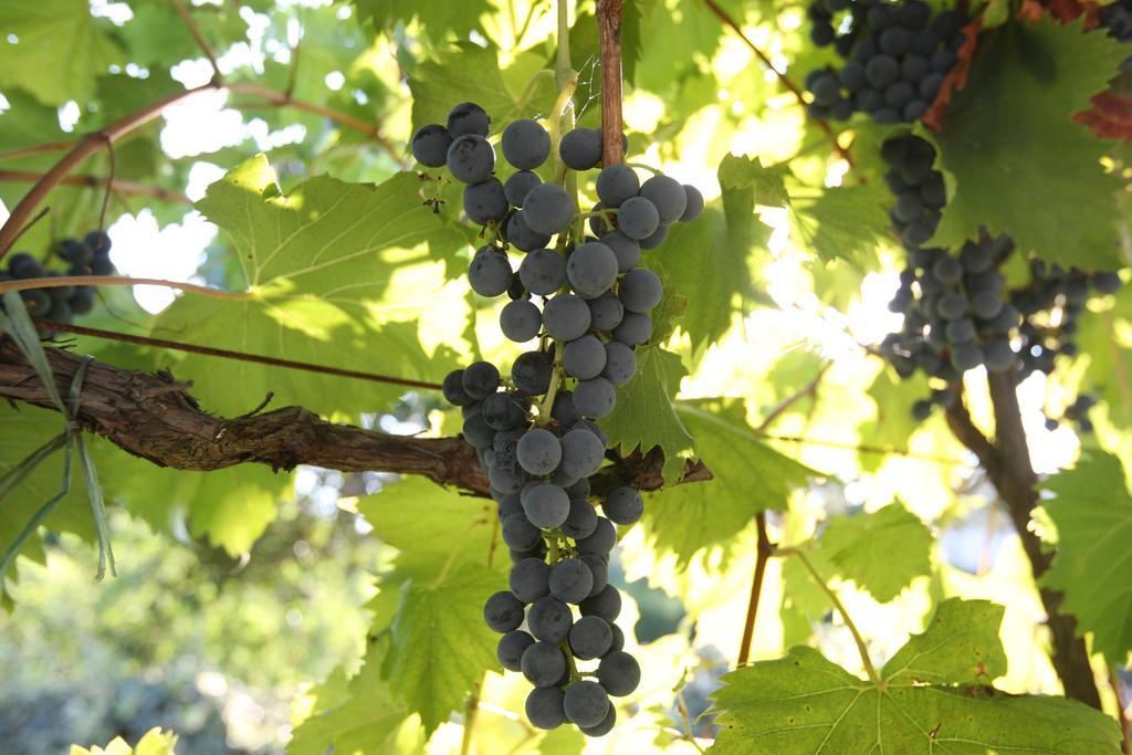 Kucica Ljubcek Villa Privlaka  Phòng bức ảnh